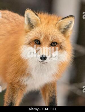 Rotfuchs-Kopfaufnahme aus Nahaufnahme mit einem unscharfen Hintergrund im Wald und der Kamera, die in ihrer Umgebung Pelz zeigt. Fox-Bild. Stockfoto
