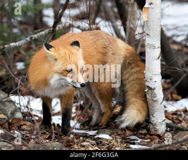 Rotfuchs-Nahaufnahme mit Ohren hinten und buschigen Schwanz in der Wintersaison mit unscharfem Hintergrund und genießen die Umgebung. Fox-Bild. Bild. Stockfoto