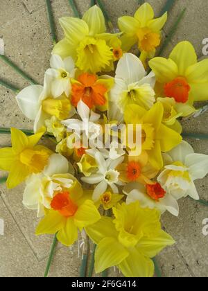 Blumenarrangement aus gelben, orangen und weißen Frühlingsnarzissen zum Thema Sonnenschein mit strahlenden Strahlen. Stockfoto