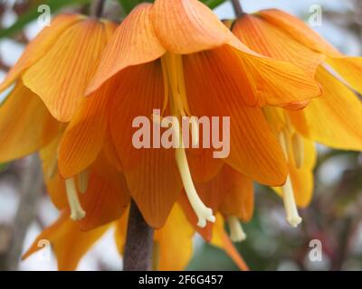 Nahaufnahme der glockenförmigen Blüten, die von der Krone der ornamentalen Frühlingszwiebel Fritiallaria Imperialis 'Brahms' herabhängen. Stockfoto