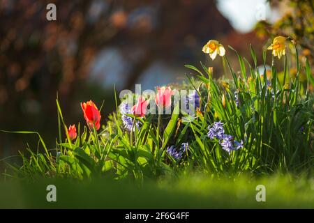 Narzissen und Tulpen in den Strahlen der untergehenden Sonne. Blühende Stadt Straßburg, Frühling. Frankreich Stockfoto