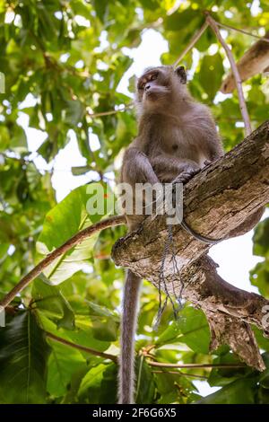 Ein Affe sitzt auf einem Ast am Monkey Beach in Phi Phi Islands, Phuket, Thailand. Stockfoto