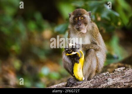 Ein Affe, Essen eine Banane in der Monkey Beach in Phi Phi Islands, Phuket, Thailand. Stockfoto