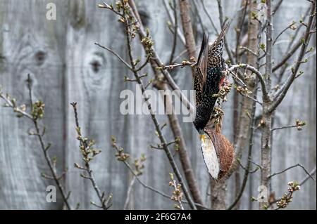 Die Tierwelt im Garten sturnus vulgaris, ein Sternvögel, der kopfüber an den Ästen hängt und von einem Kokos-Suet-Futterhäuschen isst Stockfoto