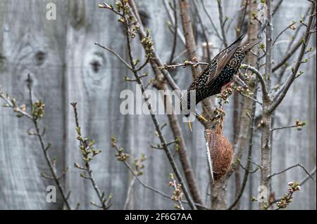 Die Tierwelt im Garten sturnus vulgaris, ein Sternvögel, der kopfüber an den Ästen hängt und von einem Kokos-Suet-Futterhäuschen isst Stockfoto