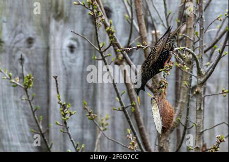 Die Tierwelt im Garten sturnus vulgaris, ein Sternvögel, der kopfüber an den Ästen hängt und von einem Kokos-Suet-Futterhäuschen isst Stockfoto