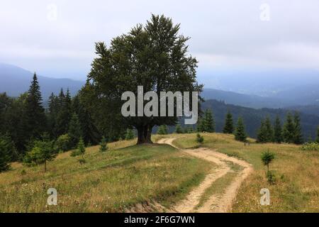 Bergige Landschaft im Sommer. Pfad bergauf in die Ferne. Bäume auf den sanften Hügeln. Kamm in der Ferne. Wolken am Himmel. Schön Stockfoto