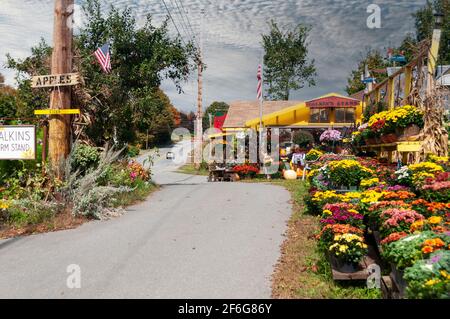 Calkins Farm, ein Blumen- und Pflanzengeschäft, mit einem Schild mit Äpfeln und Cidar an einem Straßenrand in New England, USA. Stockfoto