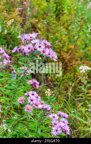 Neuengland-Aster-Pflanze mit violetten Blüten, Symphyotrichum movae-angliae. Wilde Wildwuchs im Herbst in Maine, USA, New England. Stockfoto