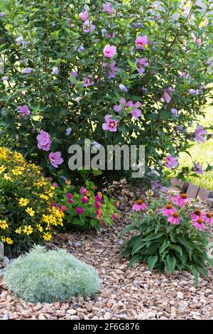 Ein kieselbemalter Blumengarten mit blühenden Althea, Lantana camara, L. camara, coreopsis und Echinacea im Sommer. USA Stockfoto