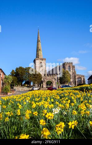 ST Mary's Church in Astbury in der Nähe von Congleton Cheshire England mit dem Dorf grün und daffodil's in Blume im Frühling mit blauem Himmel Stockfoto