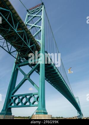 Ambassador International Bridge von unten: Die Ambassador Bridge verbindet Windsor mit Detroit über den Detroit River an einem sonnigen Tag. Ein See gul fliegt unter der Spanne. Stockfoto