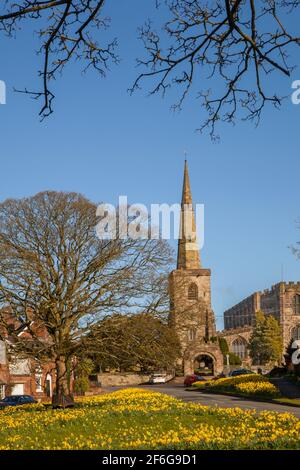 ST Mary's Church in Astbury in der Nähe von Congleton Cheshire England mit dem Dorf grün und daffodil's in Blume im Frühling mit blauem Himmel Stockfoto