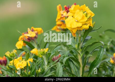 Nahaufnahme einer blühenden gelben Wandblume (erysimum cheiri) Stockfoto