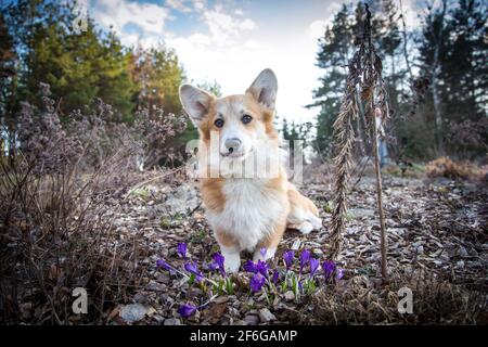 Welsh Corgi Pembroke sitzt vor violetten Krokussen Stockfoto