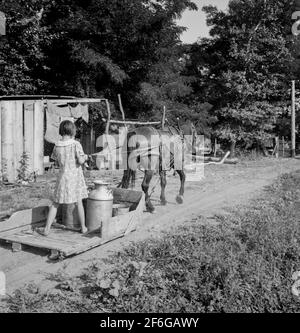 Alle Kinder von Chris Adolf sind harte Arbeiter am neuen Ort. Yakima Valley, Washington. Farm of Rehabilitation Administration Kreditnehmer. 1939. Foto von Dorothea lange. Stockfoto