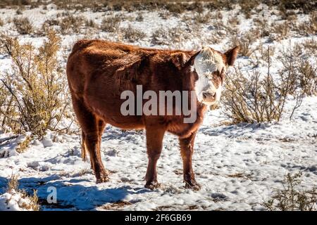 Junge Kuh, die im frühen Winter auf freiem Weide in Utah grast Stockfoto