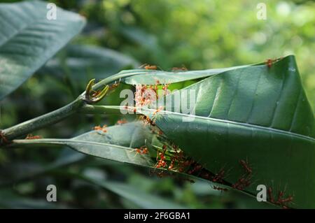 Nahaufnahme eines Feuerameisen-Nestes aus gefaltet Große Blätter Stockfoto