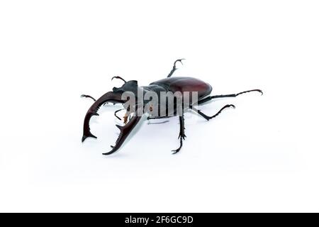 Studiofotografie des Europäischen Hirschkäfers. Hirschkäfer isoliert auf weißem Hintergrund. Stockfoto