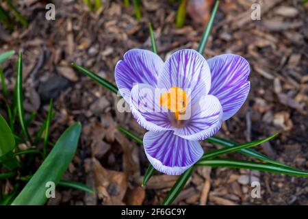 Blühende Krokusse oder croci mit weißen Blütenblättern mit Fliederstreifen und orangefarbenem Stigma und Anthern (Crocus vernus var. Pickwick, Frühlingskrokus). Stockfoto