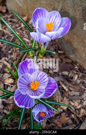 Blühende Krokusse oder croci mit weißen Blütenblättern mit Fliederstreifen und orangefarbenem Stigma und Anthern (Crocus vernus var. Pickwick, Frühlingskrokus). Stockfoto
