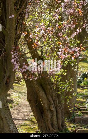 Moody Blick auf den Friedhof in der Kirche von Saint John the Baptist, Layhams Road, West Wickham BR4 9HN Stockfoto