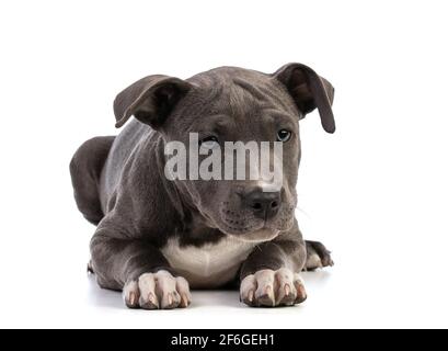 Welpe american staffordshire Terrier auf weißem Hintergrund Stockfoto