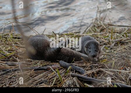 Otter, Mama und Junge Rollen am Flussufer Stockfoto