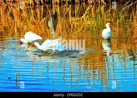 Im World Birding and Nature Center auf South Padre Island, Texas, USA, baden drei weiße Ibis-Vögel im Wasser. Stockfoto