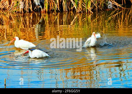 Im World Birding and Nature Center auf South Padre Island, Texas, USA, baden drei weiße Ibis-Vögel im Wasser. Stockfoto