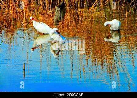 Im World Birding and Nature Center auf South Padre Island, Texas, USA, baden drei weiße Ibis-Vögel im Wasser. Stockfoto