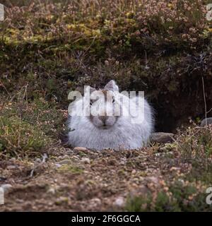 Mountain Hare, Cairngorms, Schottland Stockfoto