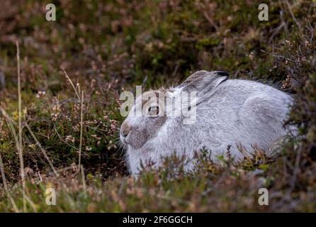 Mountain Hare, Cairngorms, Schottland Stockfoto