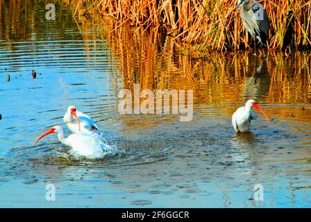 Im World Birding and Nature Center auf South Padre Island, Texas, USA, baden drei weiße Ibis-Vögel im Wasser. Stockfoto