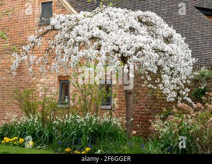 Kirschbaum blüht vor der historischen Scheune im Eastcote House Gardens im Stadtteil Hillingdon, London, Großbritannien. Stockfoto
