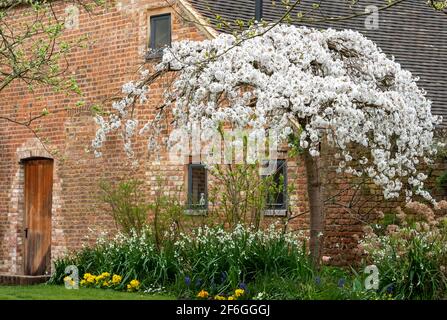 Kirschbaum blüht vor der historischen Scheune im Eastcote House Gardens im Stadtteil Hillingdon, London, Großbritannien. Stockfoto