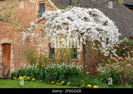 Kirschbaum blüht vor der historischen Scheune im Eastcote House Gardens im Stadtteil Hillingdon, London, Großbritannien. Stockfoto