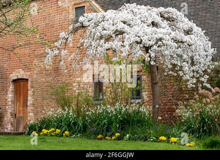 Kirschbaum blüht vor der historischen Scheune im Eastcote House Gardens im Stadtteil Hillingdon, London, Großbritannien. Stockfoto