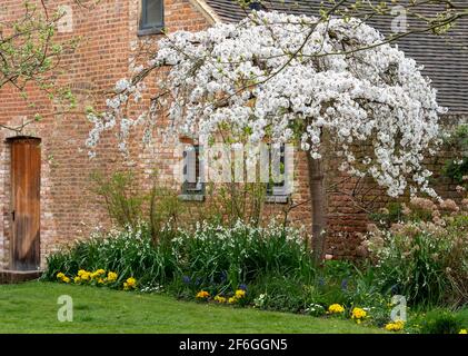 Kirschbaum blüht vor der historischen Scheune im Eastcote House Gardens im Stadtteil Hillingdon, London, Großbritannien. Stockfoto