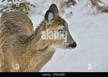 Eine Seitenansicht des Gesichts einer jungen Rehe und eine Draufsicht auf ihren Rücken wird gesehen, wenn die Rehe an einem verschneiten Tag in Thunder Bay, Ontario, Kanada, in der Nähe steht. Stockfoto