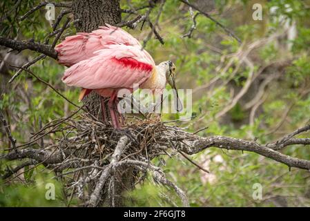 Paar Rosenlöffler (Platalea ajaja) auf ihrem Nest in St. Augustine, Florida. (USA) Stockfoto