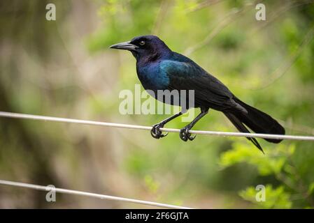 Schillerndes Boot-tailed Grackel (Quiscalus major) auf einem Draht in St. Augustine, Florida thront. (USA) Stockfoto