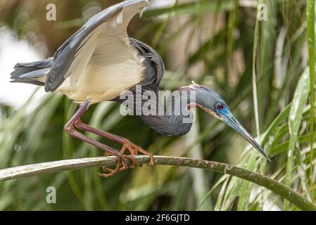 Tricolored Reiher (Egretta tricolor) auf einem Kohlpalme Frond in St. Augustine, Florida thront. (USA) Stockfoto