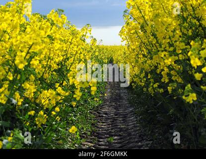 Nahaufnahme Blick in EIN gelb blühendes Canola-Feld geteilt Auf einer Strecke in Ostfriesland Deutschland während EINES sonnigen Tag Stockfoto