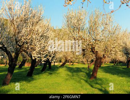 Reihen von krummen blühenden Mandelbäumen auf EINER Wiese Ein landwirtschaftliches Feld auf der Baleareninsel Mallorca während EINER Sonniger Tag Stockfoto