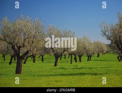 Reihen von krummen blühenden Mandelbäumen auf EINER Wiese Ein landwirtschaftliches Feld auf der Baleareninsel Mallorca während EINER Sonniger Tag Stockfoto