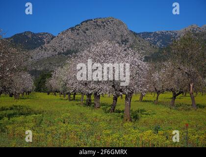 Reihen von krummen blühenden Mandelbäumen auf EINER Wiese Ein Landwirtschaftliches Feld In Den Bergen Auf Der Baleareninsel Mallorca an EINEM sonnigen Tag Stockfoto