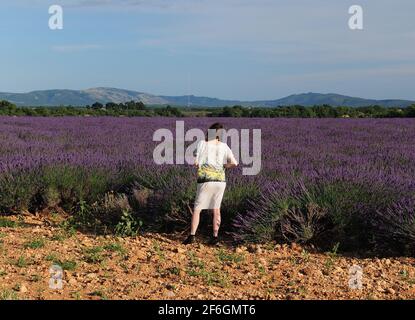 Junge Frau Schaut Sich Die Leuchtend Violett Blühenden Lavendelfelder An Valensole Frankreich an EINEM sonnigen Tag Stockfoto