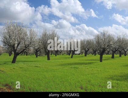 Reihen von krummen blühenden Mandelbäumen auf EINER Wiese Ein landwirtschaftliches Feld auf der Baleareninsel Mallorca während EINER Sonniger Tag Stockfoto