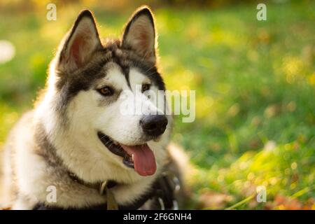 Schöne junge Hund der Rasse Alaskan Malamute liegt in der Strahlen der Sonne auf einem Hintergrund von Grün und Gras Stockfoto